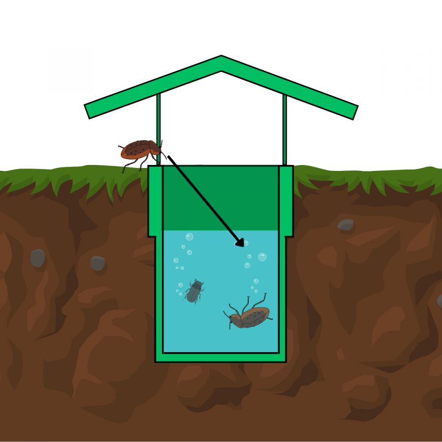 An Introduction to Invertebrate Biodiversity Baselining | Replanet