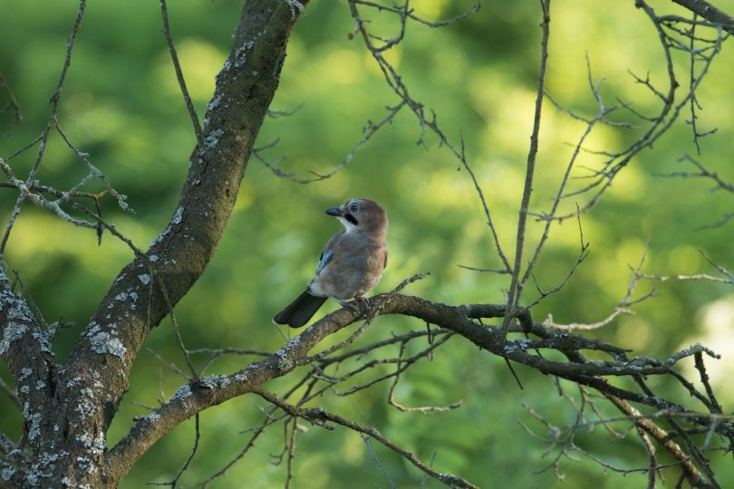 How do biodiversity credits work and how can they be used?