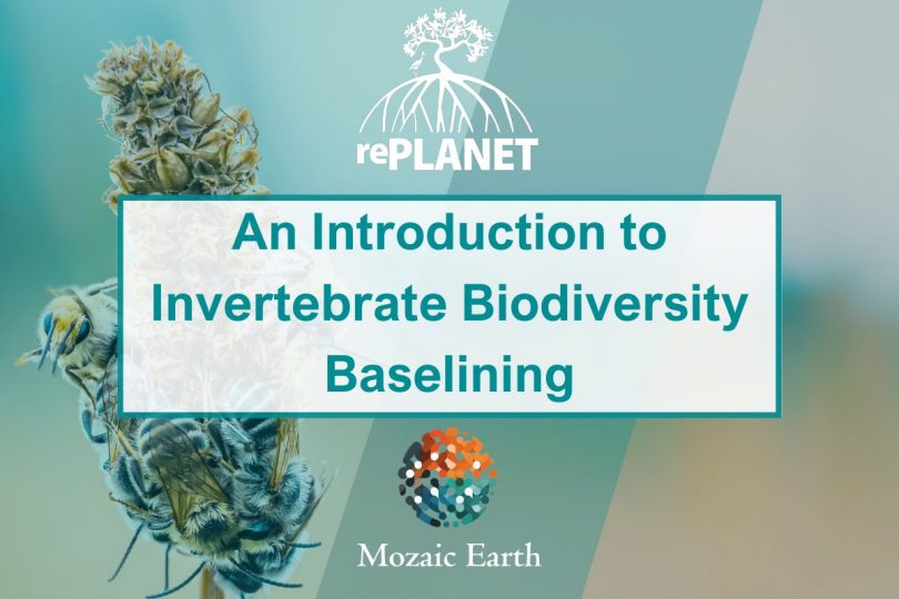An Introduction to Invertebrate Biodiversity Baselining