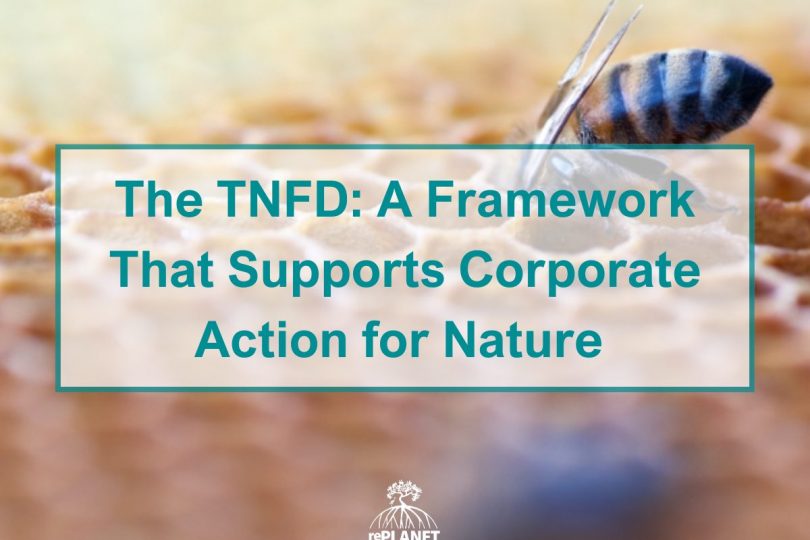 The TNFD: A Framework That Supports Corporate Action for Nature 