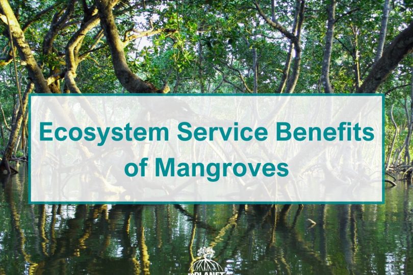 Ecosystem Service Benefits of Mangroves