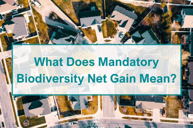 What Does Mandatory Biodiversity Net Gain Mean?