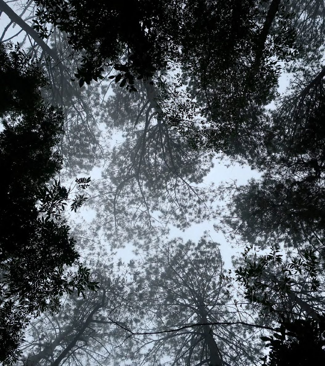 Cusuco National Park Honduras